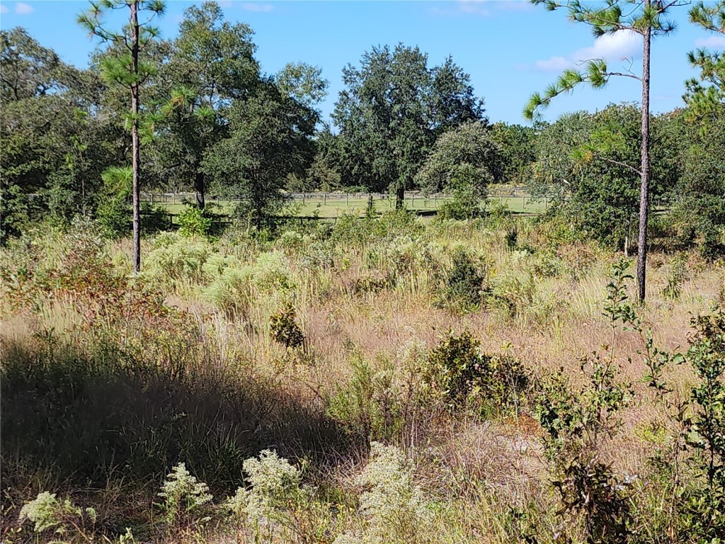 SE 125th Court Dunnellon FL 34431 OM710698 image5