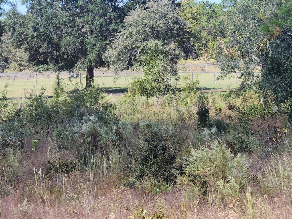 SE 125th Court Dunnellon FL 34431 OM710698 image6