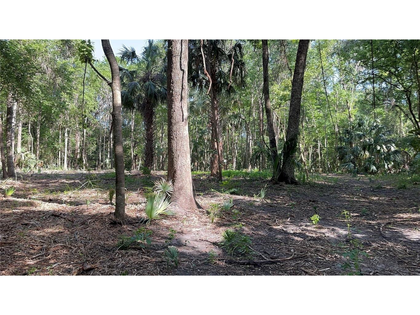 SE 130th Street Belleview FL 34420 OM701739 image5