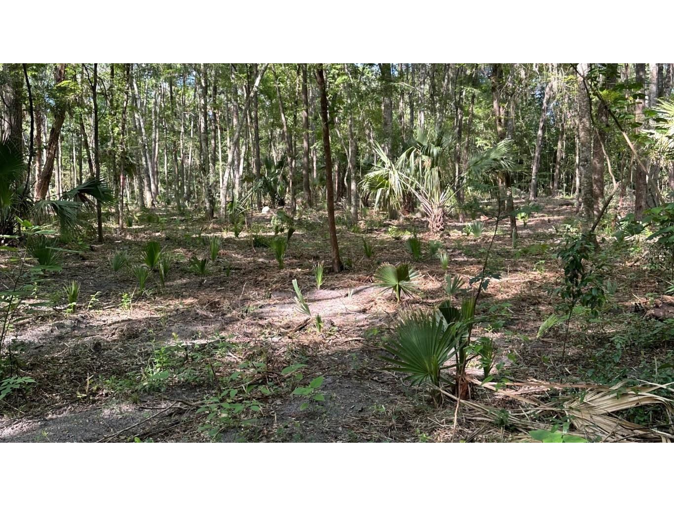 SE 130th Street Belleview FL 34420 OM701739 image6