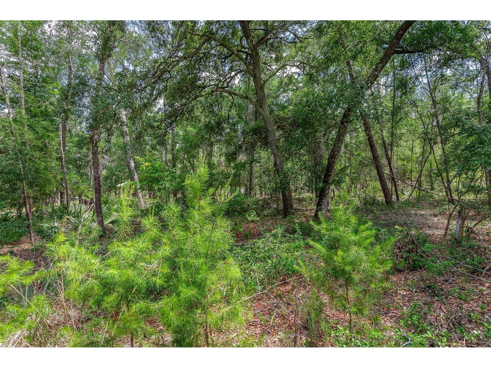 SE 152nd - (Ravenswood Rd) Parcel B & C Lots 16 17 Place Altoona FL 32702 G5112994 image20