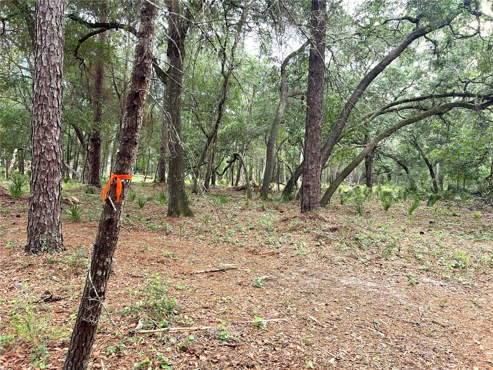 SE 152nd - (Ravenswood Rd) Parcel B & C Lots 16 17 Place Altoona FL 32702 G5112994 image26