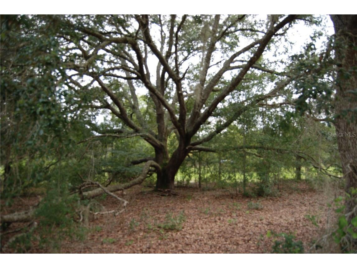 SE 165 Terrace Road Ocklawaha FL 32179 OM662285 image1