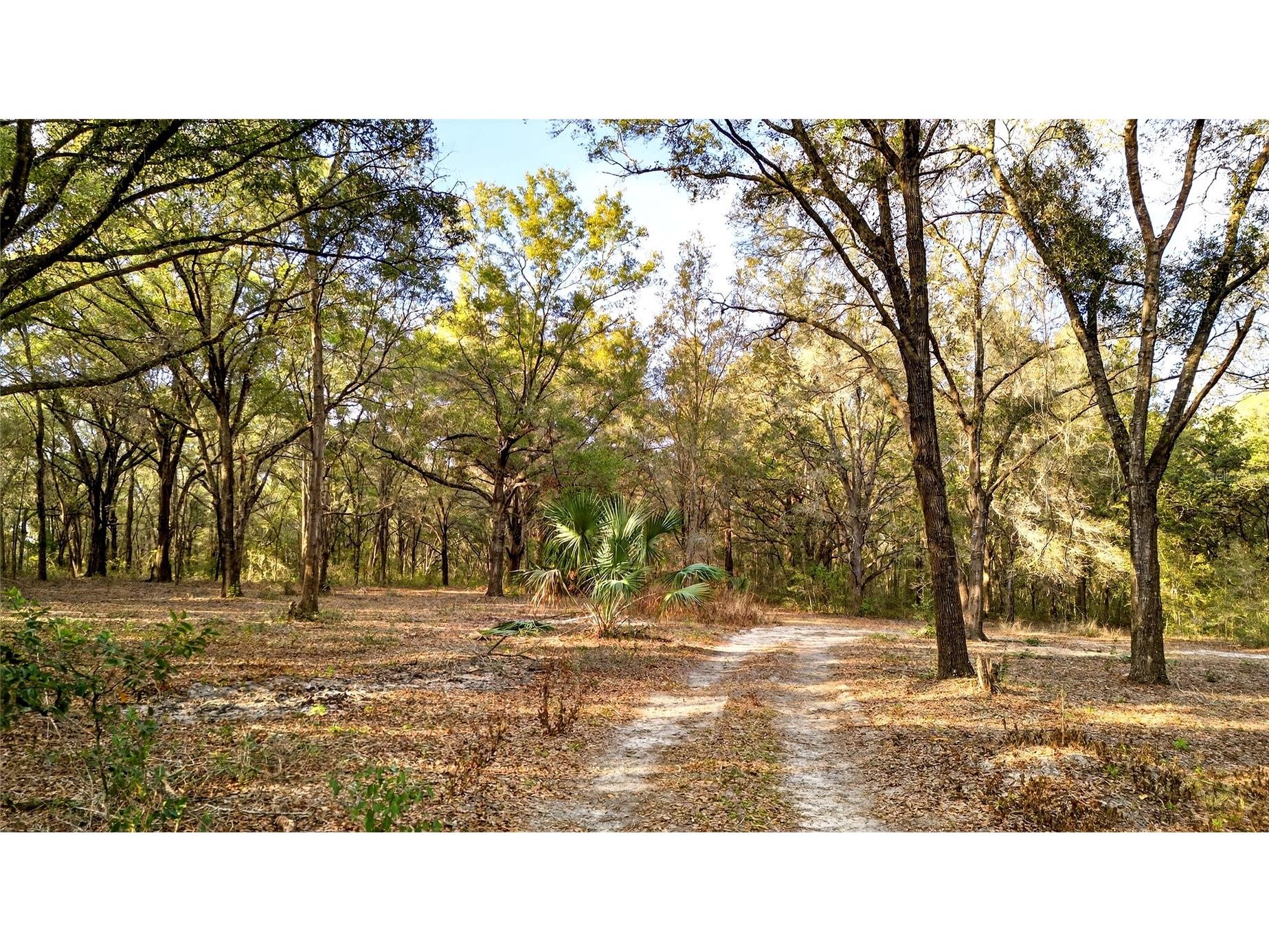 Se 180th Street Weirsdale FL 32195 OM719049 image1
