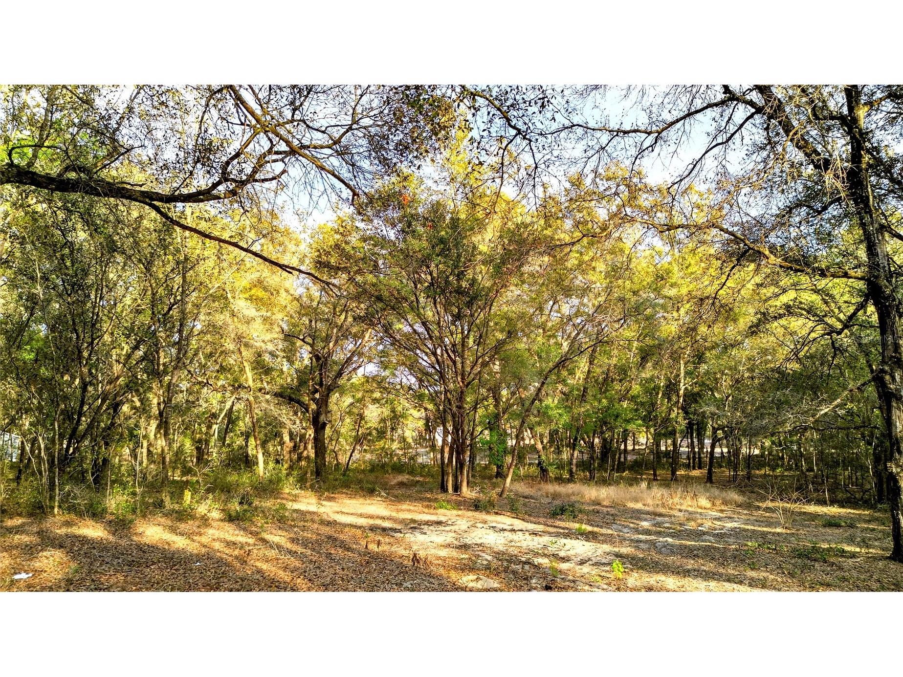 Se 180th Street Weirsdale FL 32195 OM719049 image2