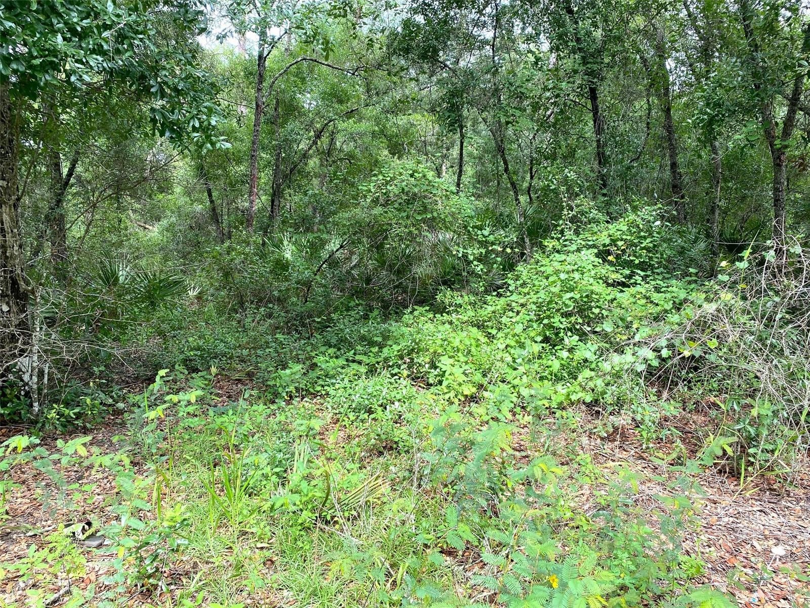 SE 193rd Avenue Ocklawaha FL 32179 O6390940 image3