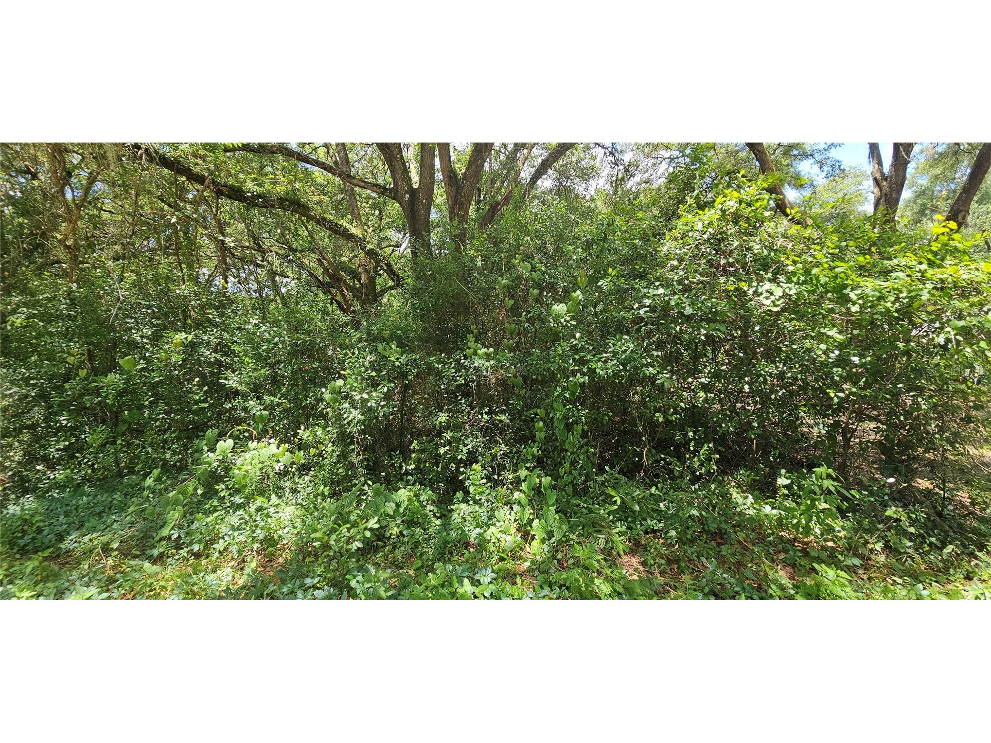 SE 27th Court Summerfield FL 34491 OM725331 image2