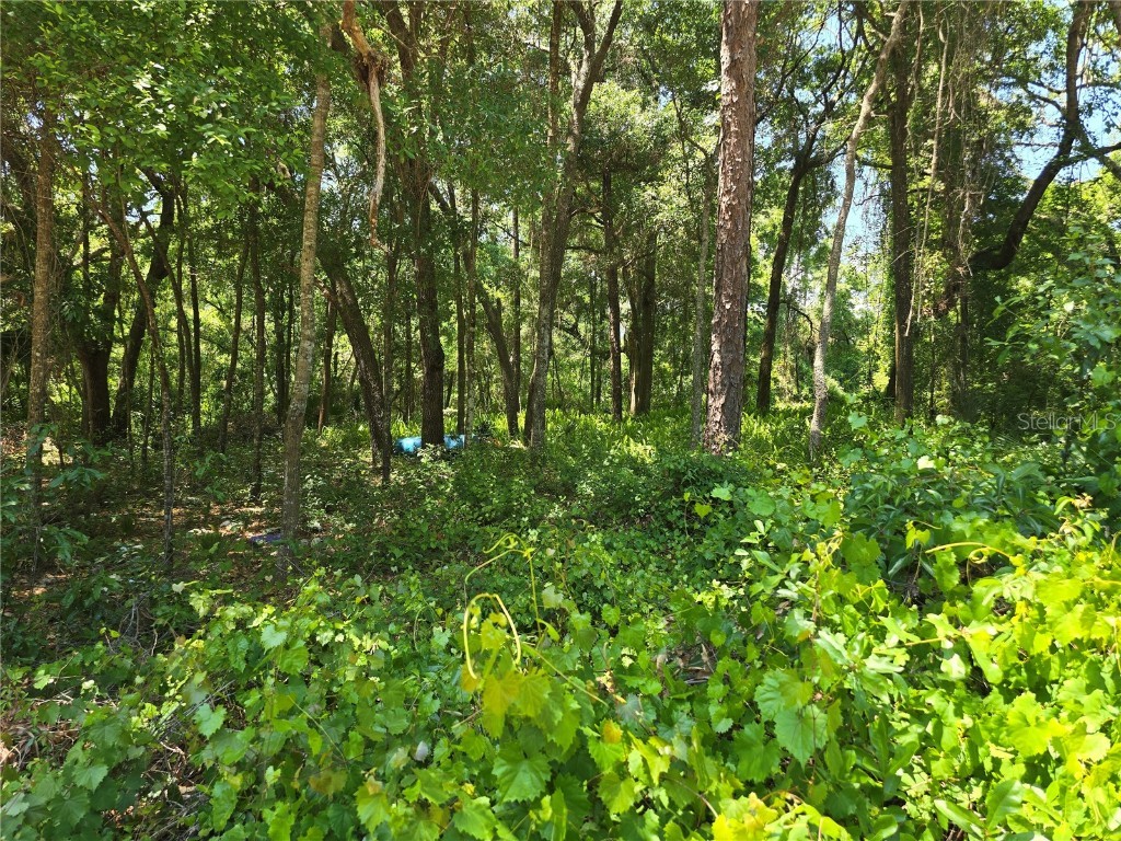 SE 284th Court Umatilla FL 32784 G5081127 image1