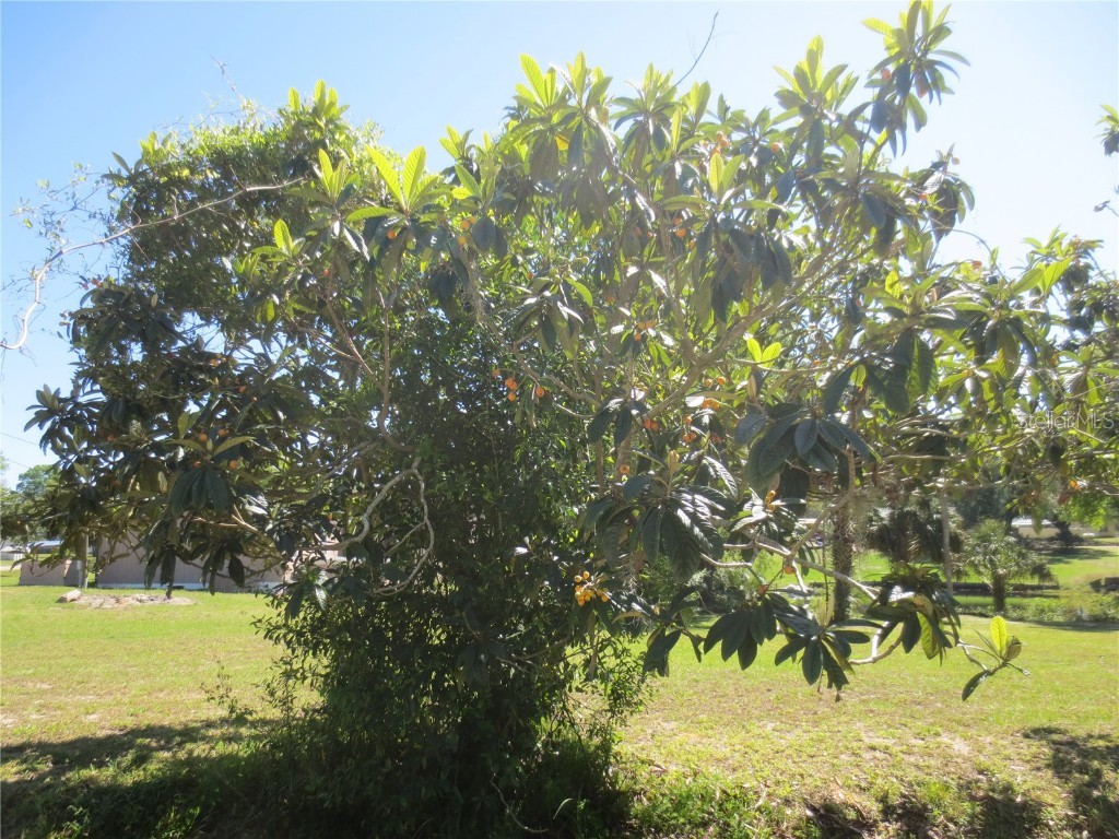 SE 35th Ln Ocklawaha FL 32179 - LAKE BRYANT OM707153 image13