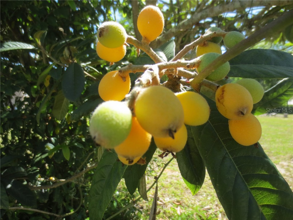 SE 35th Ln Ocklawaha FL 32179 - LAKE BRYANT OM707153 image14