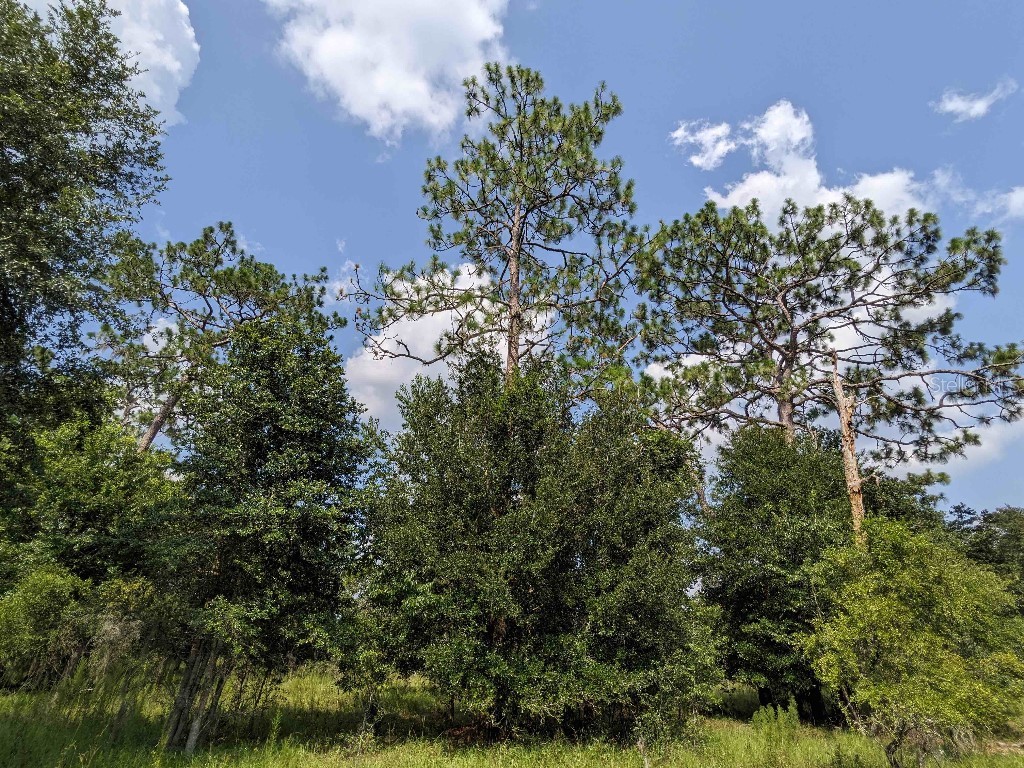 SE 37th Trail Trenton FL 32693 TB8417835 image1