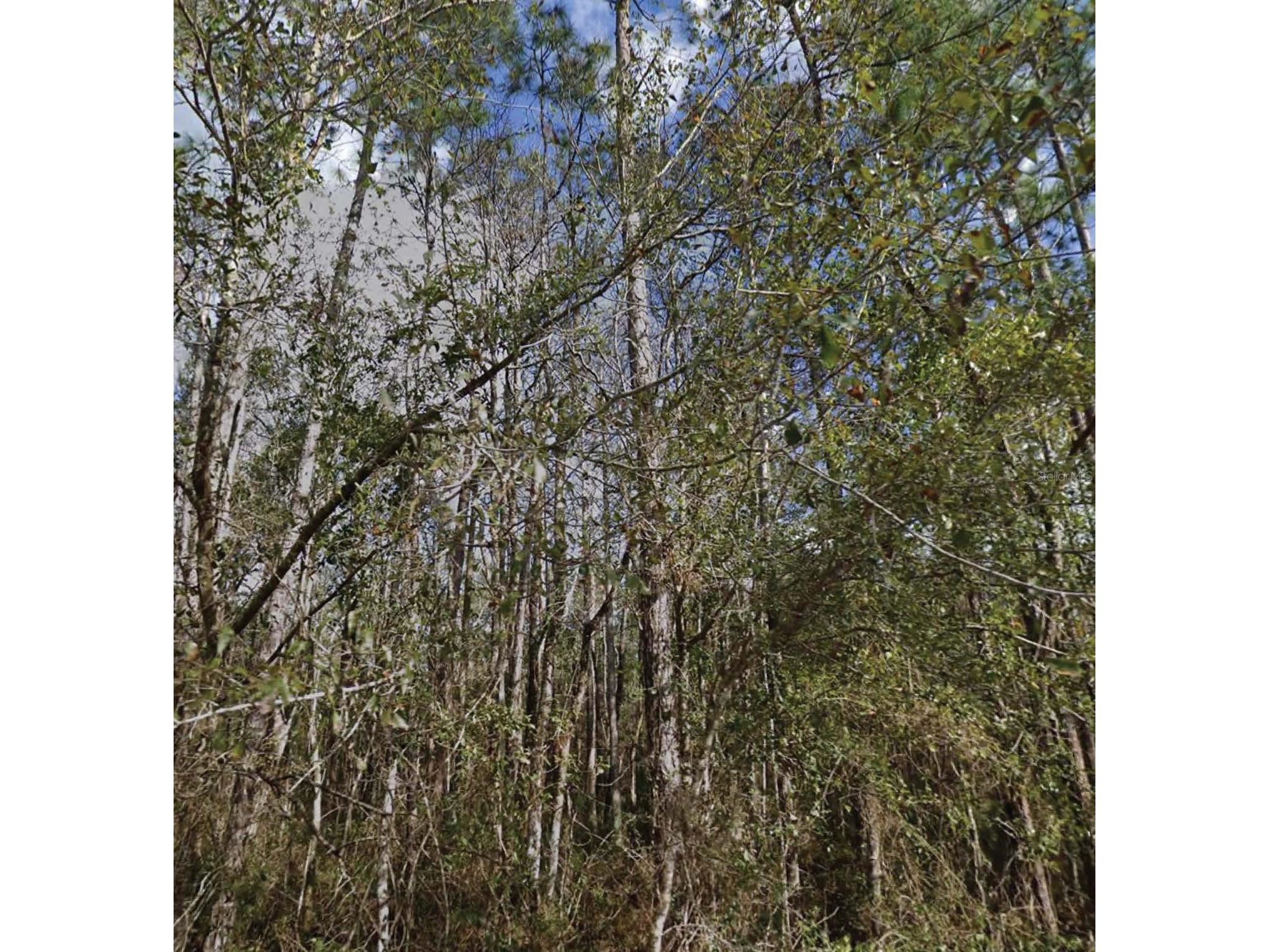 SE 3rd Street Palatka FL 32177 O6388954 image1
