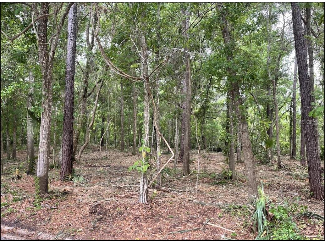 SE 43rd Street Ocala FL 34480 OM695128 image3