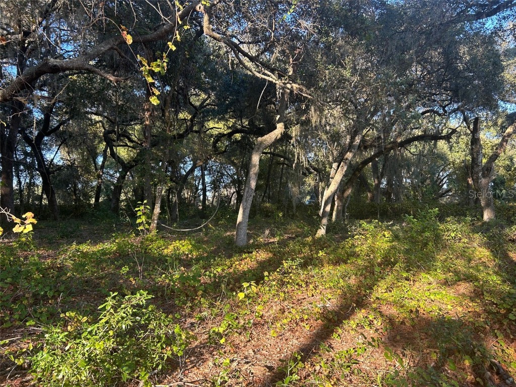 SE 49th Street Road Ocklawaha FL 32183 G5096960 image3