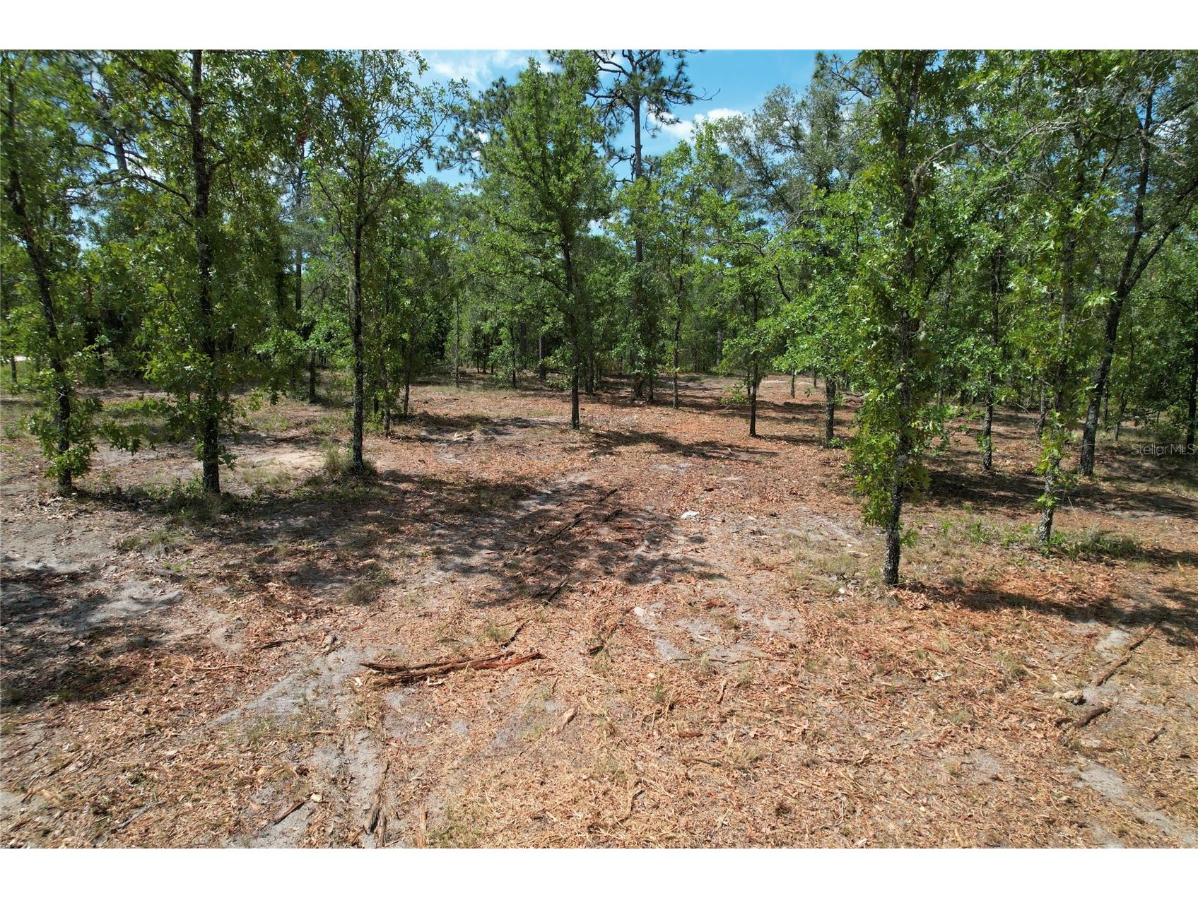 SE 53rd Lane Morriston FL 32668 O6410694 image5