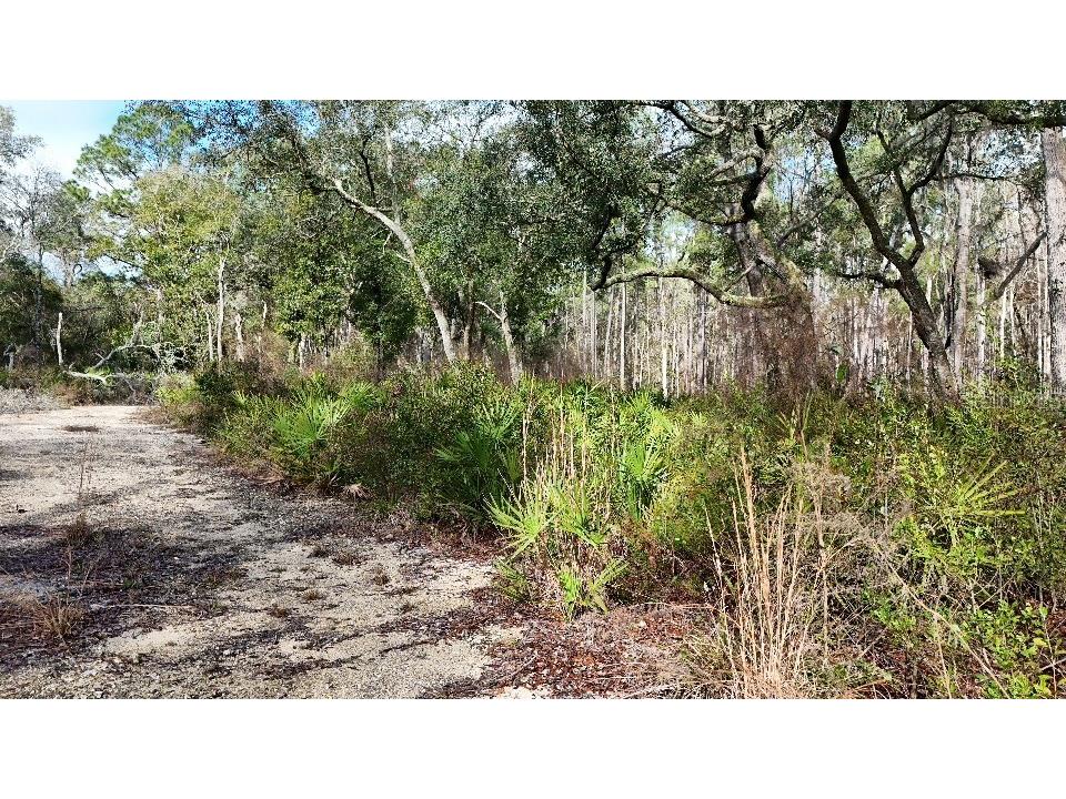 SE 68th Terrace White Springs FL 32096 A4676847 image7