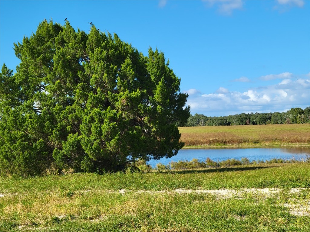 SE 74th Lane Road #8-WEST Ocklawaha FL 32179 OM662080 image13