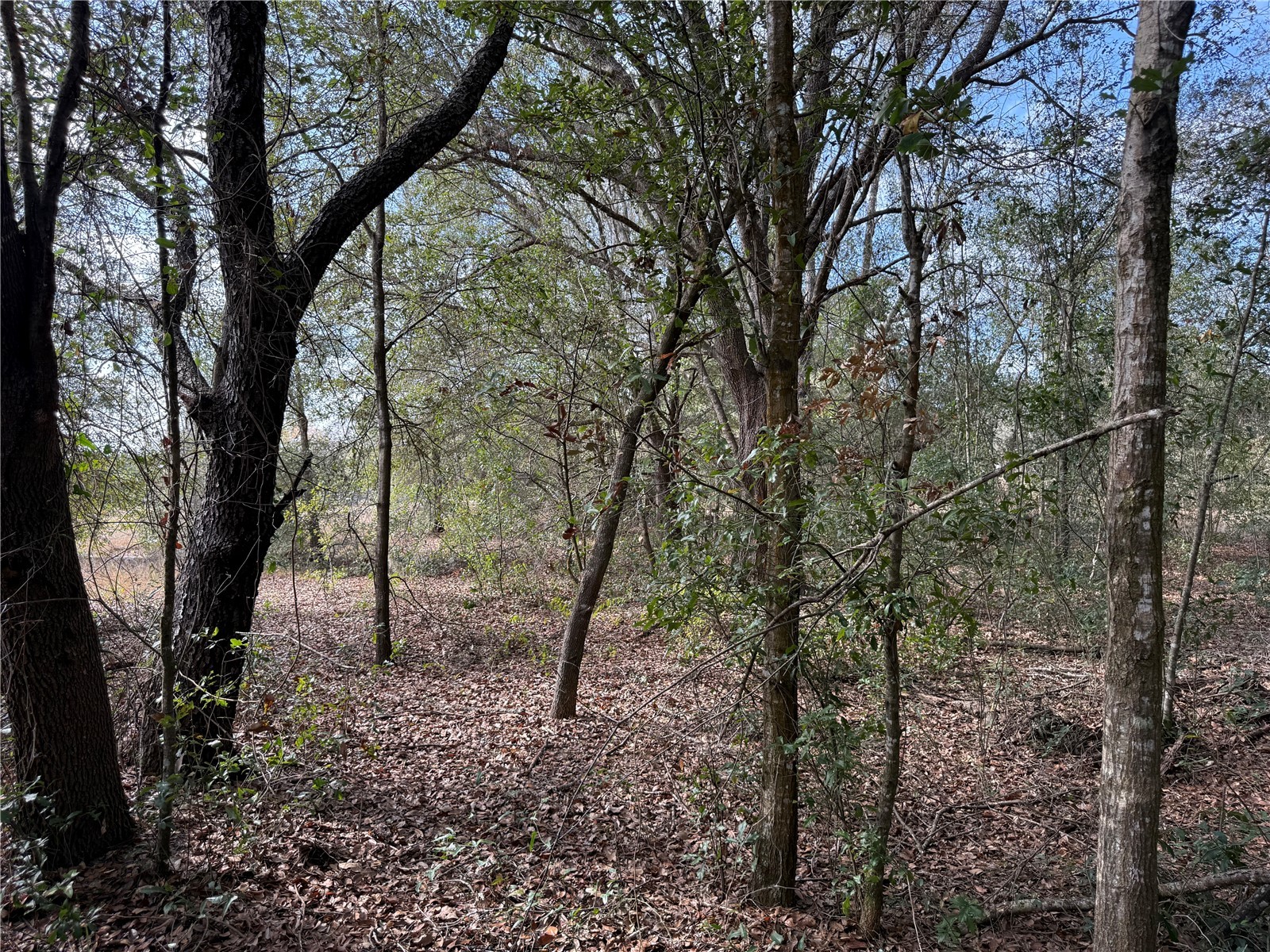 SE 92nd Court Belleview FL 34420 OM716633 image10