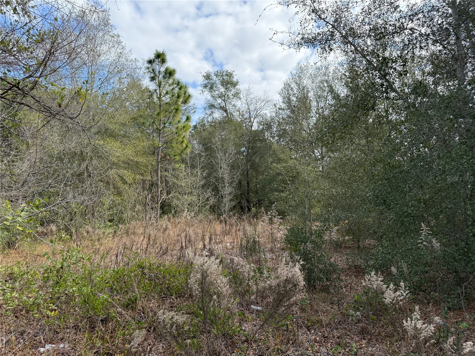 SE 92nd Court Belleview FL 34420 OM716633 image5