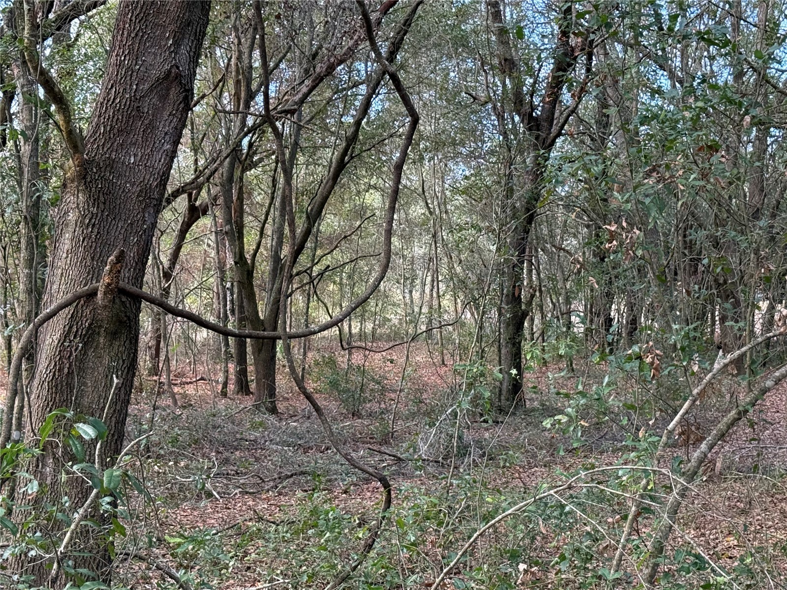 SE 92nd Court Belleview FL 34420 OM716633 image9