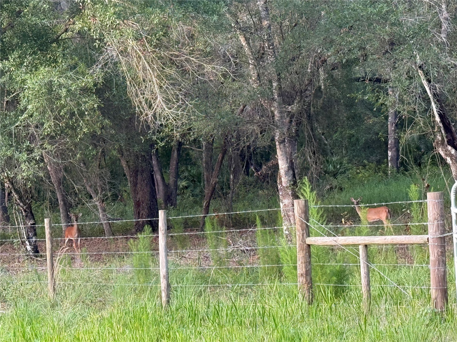 Se Brown Road Arcadia FL 34266 C7527324 image7