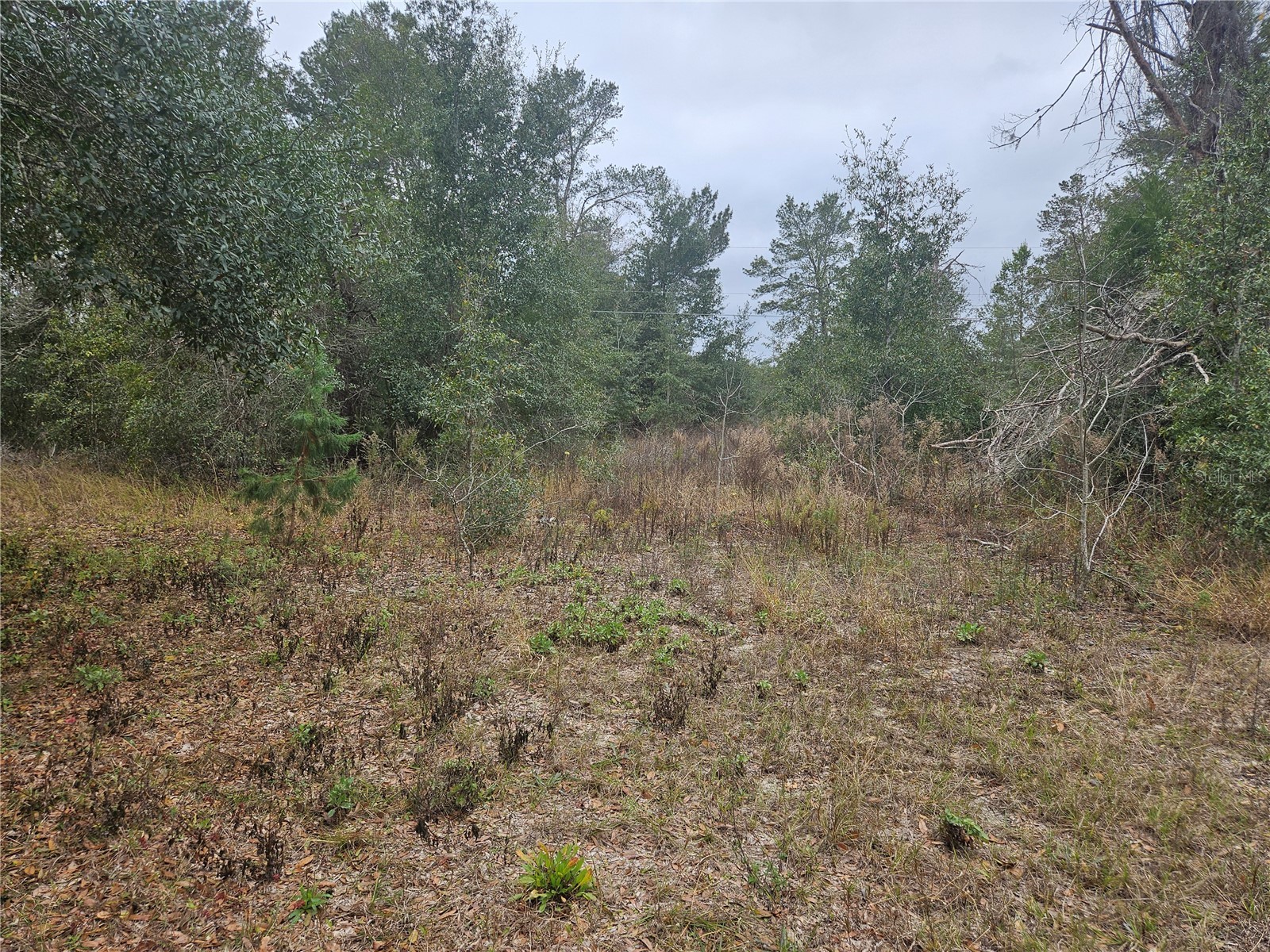 Se Highway 42 Weirsdale FL 32195 O6380480 image2