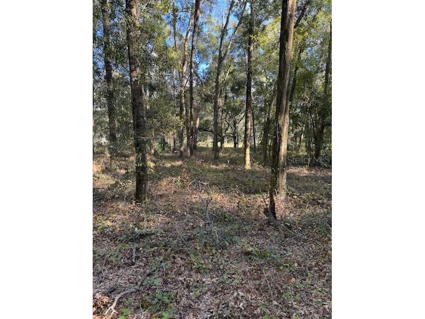 SE Hwy 42 Summerfield FL 34491 OM690734 image1