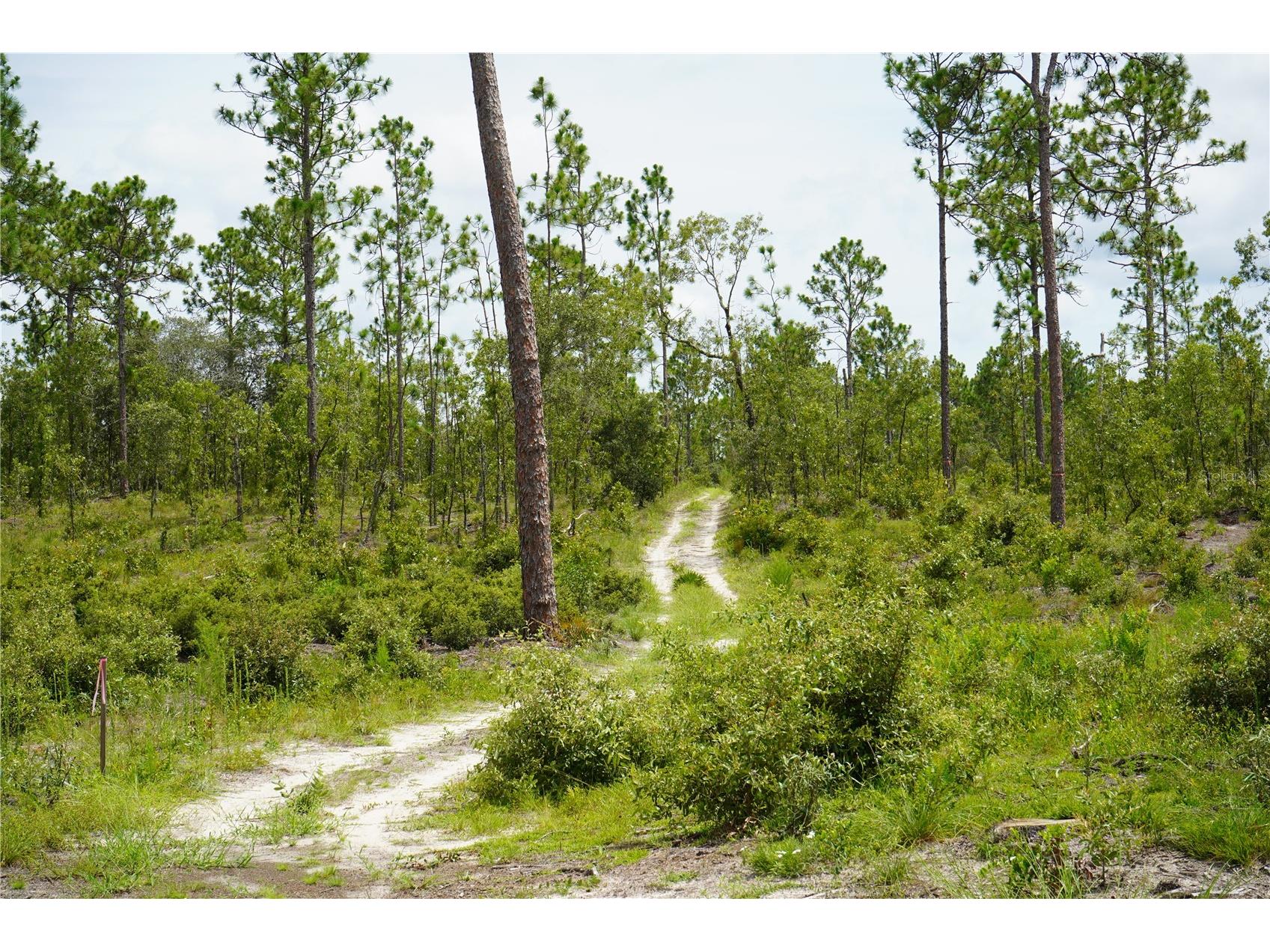 SE State Road 121 Lot A & B Morriston FL 32668 OM695500 image1