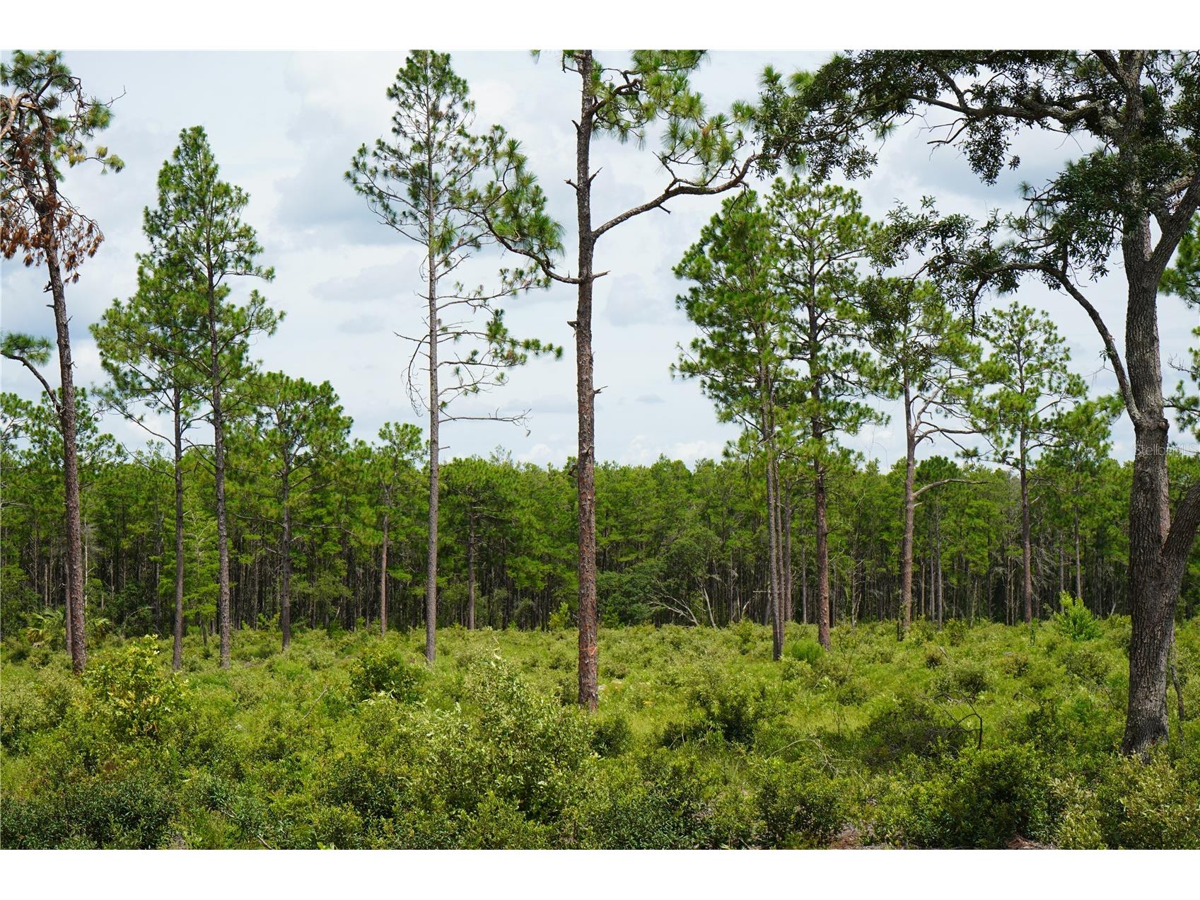 SE State Road 121 Lot A & B Morriston FL 32668 OM695500 image10
