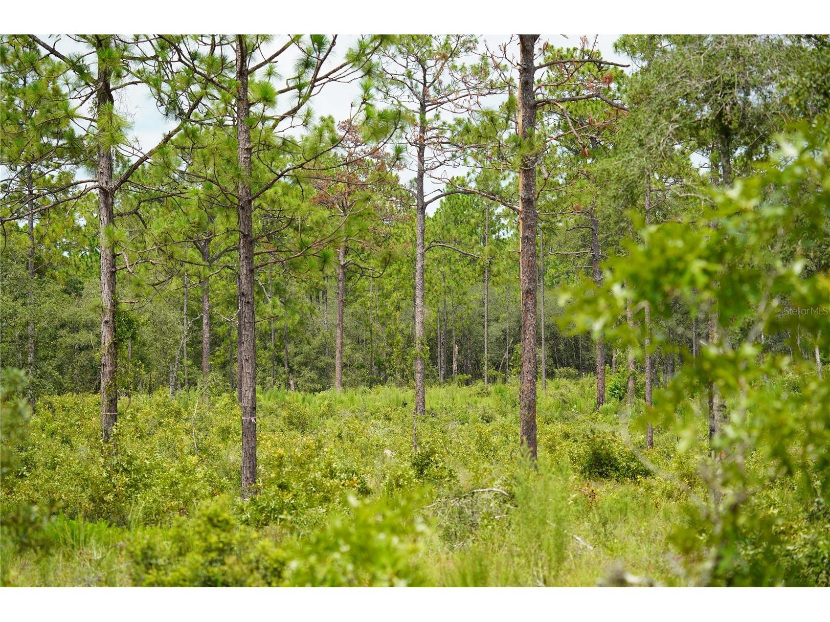 SE State Road 121 Lot A & B Morriston FL 32668 OM695500 image12