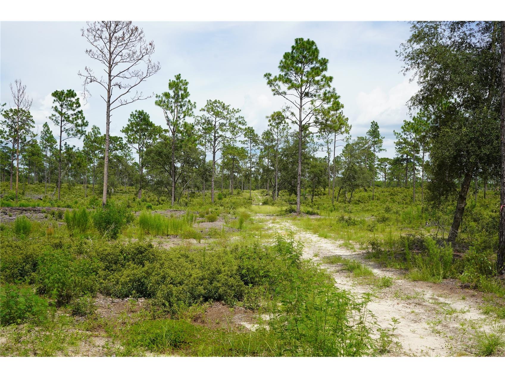 SE State Road 121 Lot A & B Morriston FL 32668 OM695500 image16