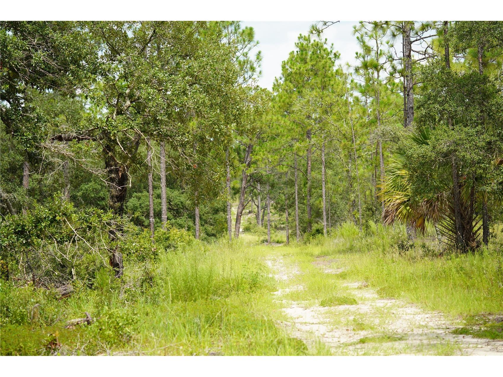 SE State Road 121 Lot A & B Morriston FL 32668 OM695500 image5