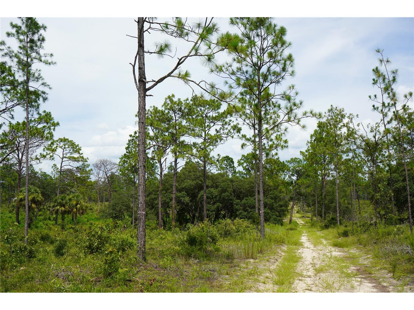 SE State Road 121 Lot A & B Morriston FL 32668 OM695500 image6