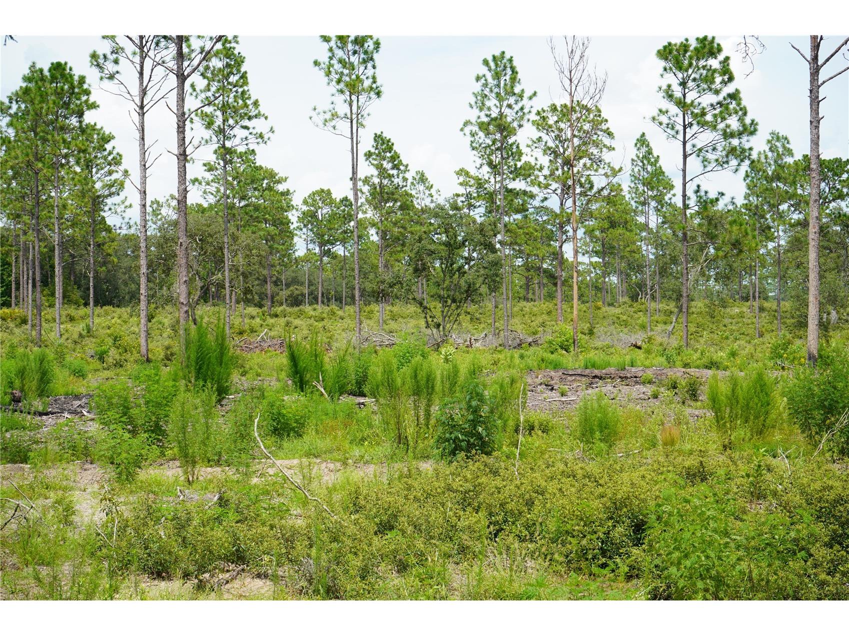 SE State Road 121 Lot C & D Morriston FL 32668 OM695504 image10