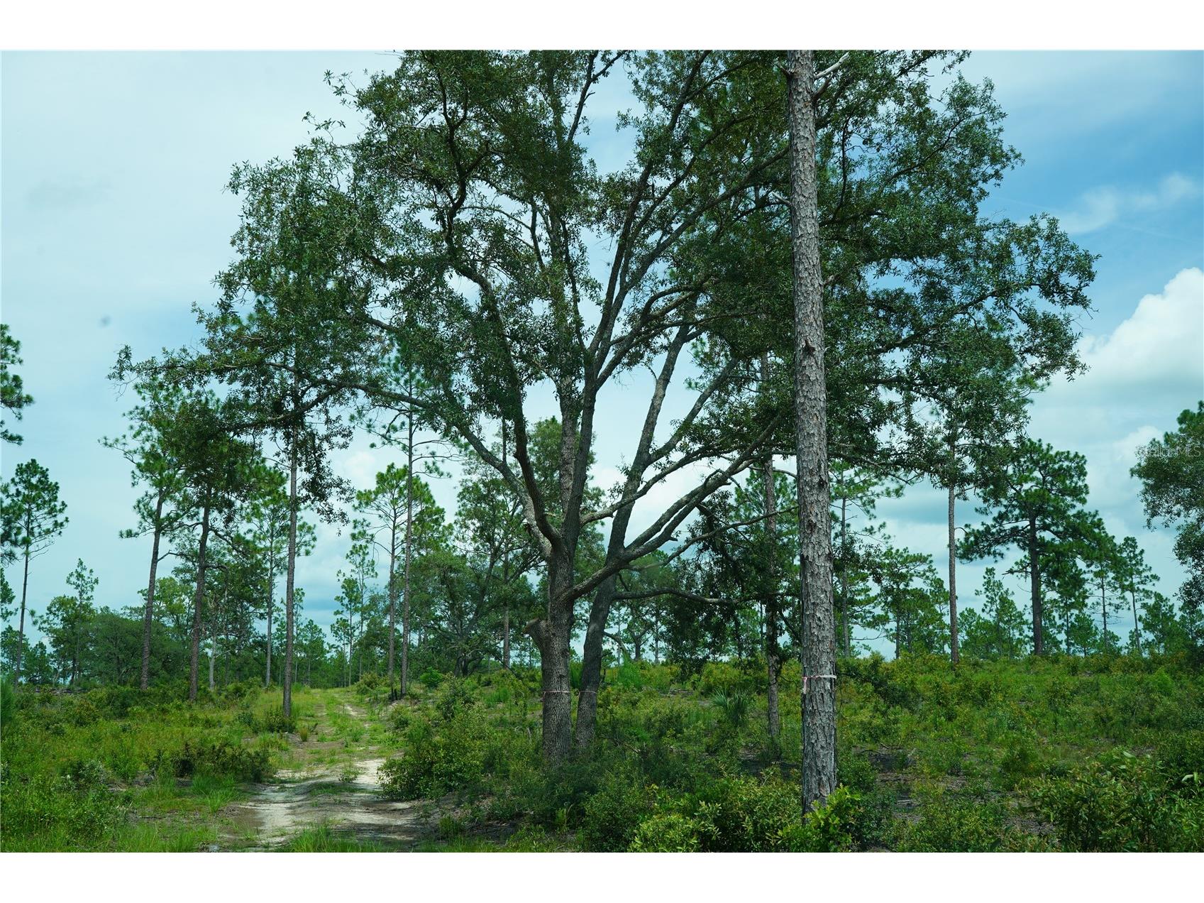 SE State Road 121 Lot C & D Morriston FL 32668 OM695504 image11