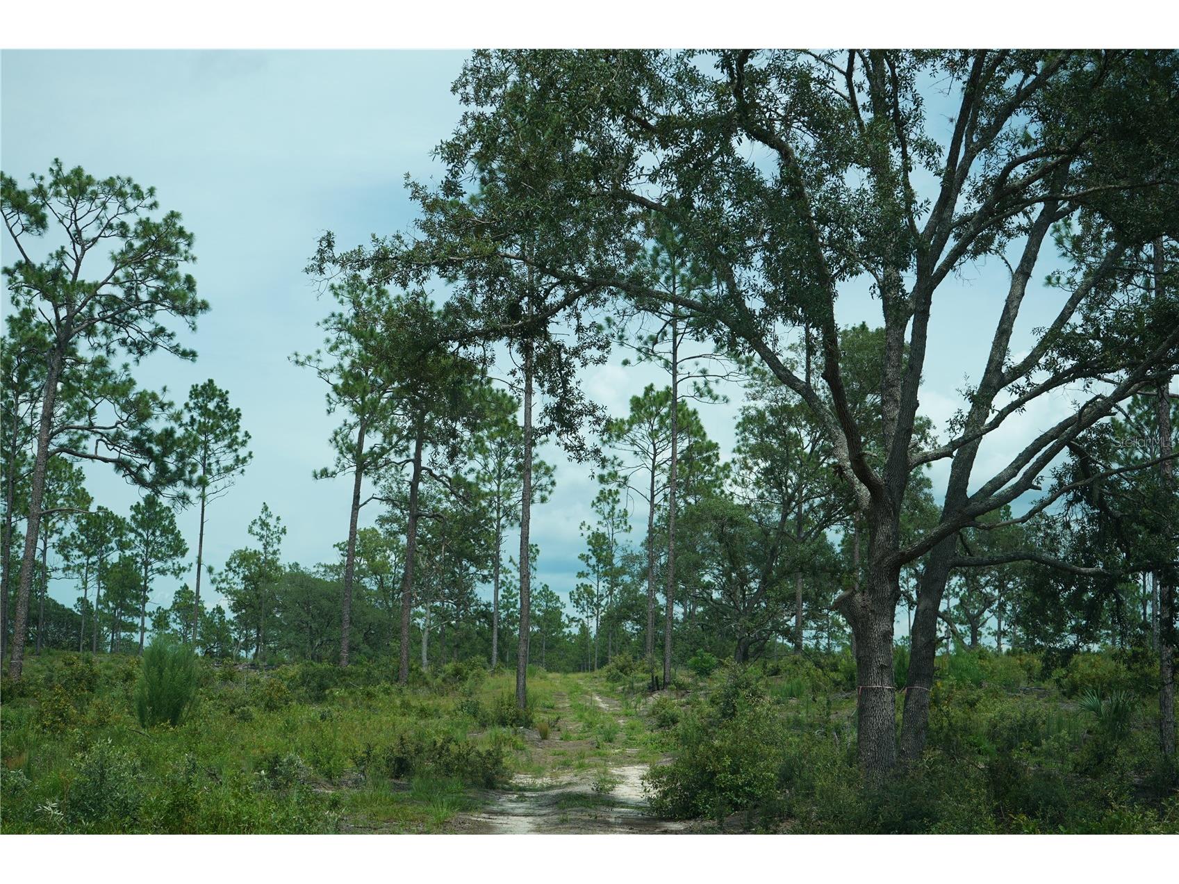 SE State Road 121 Lot C & D Morriston FL 32668 OM695504 image12