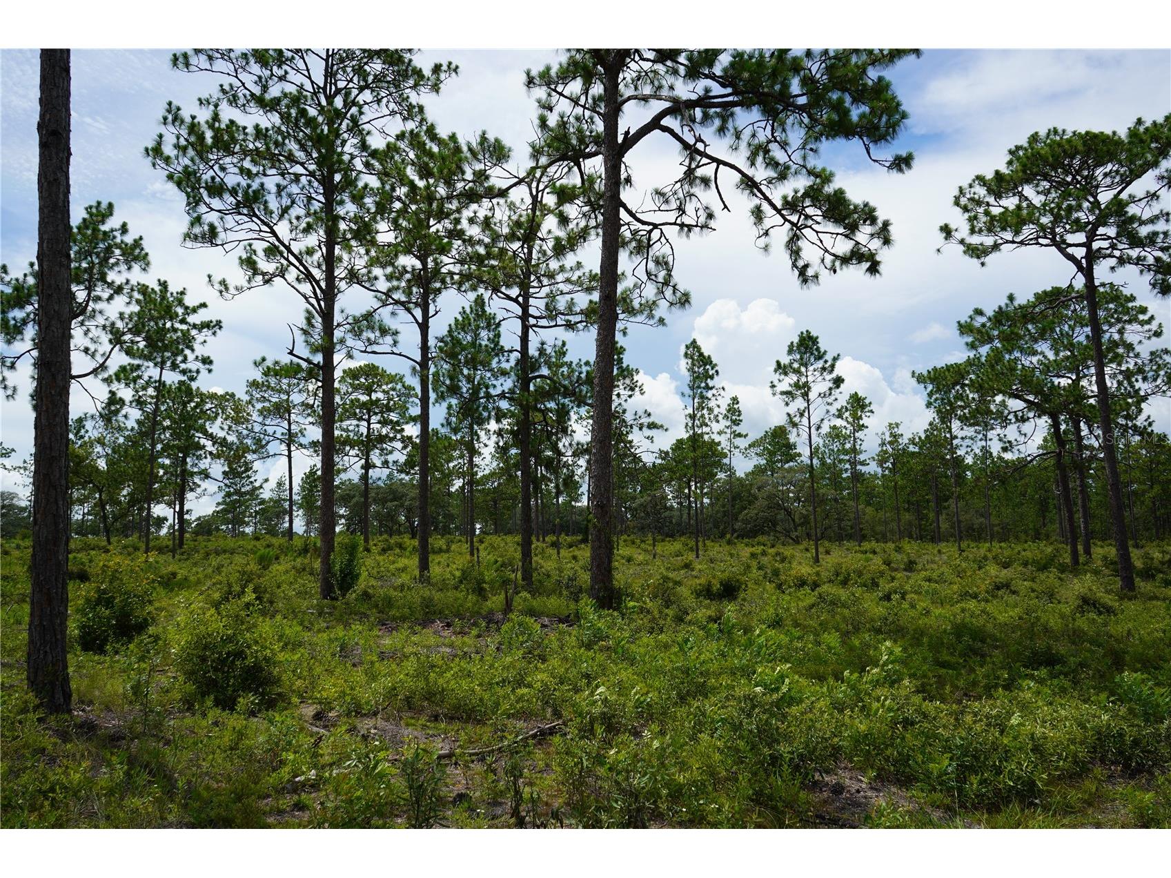 SE State Road 121 Lot C & D Morriston FL 32668 OM695504 image14