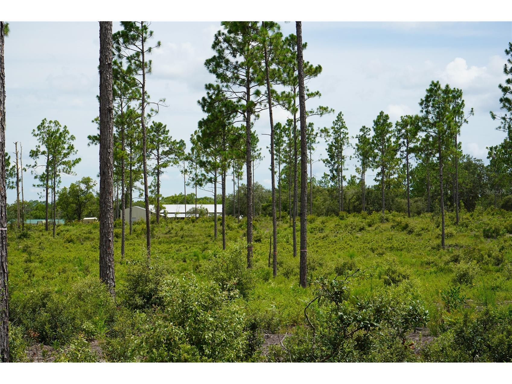SE State Road 121 Lot C & D Morriston FL 32668 OM695504 image15