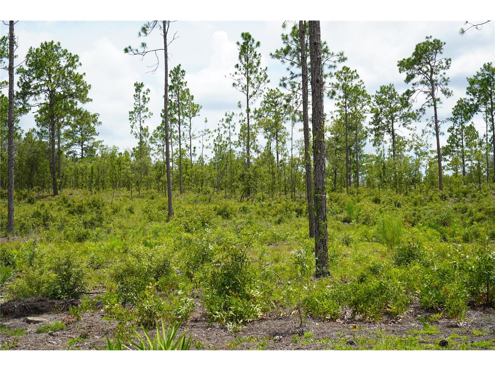 SE State Road 121 Lot C & D Morriston FL 32668 OM695504 image18