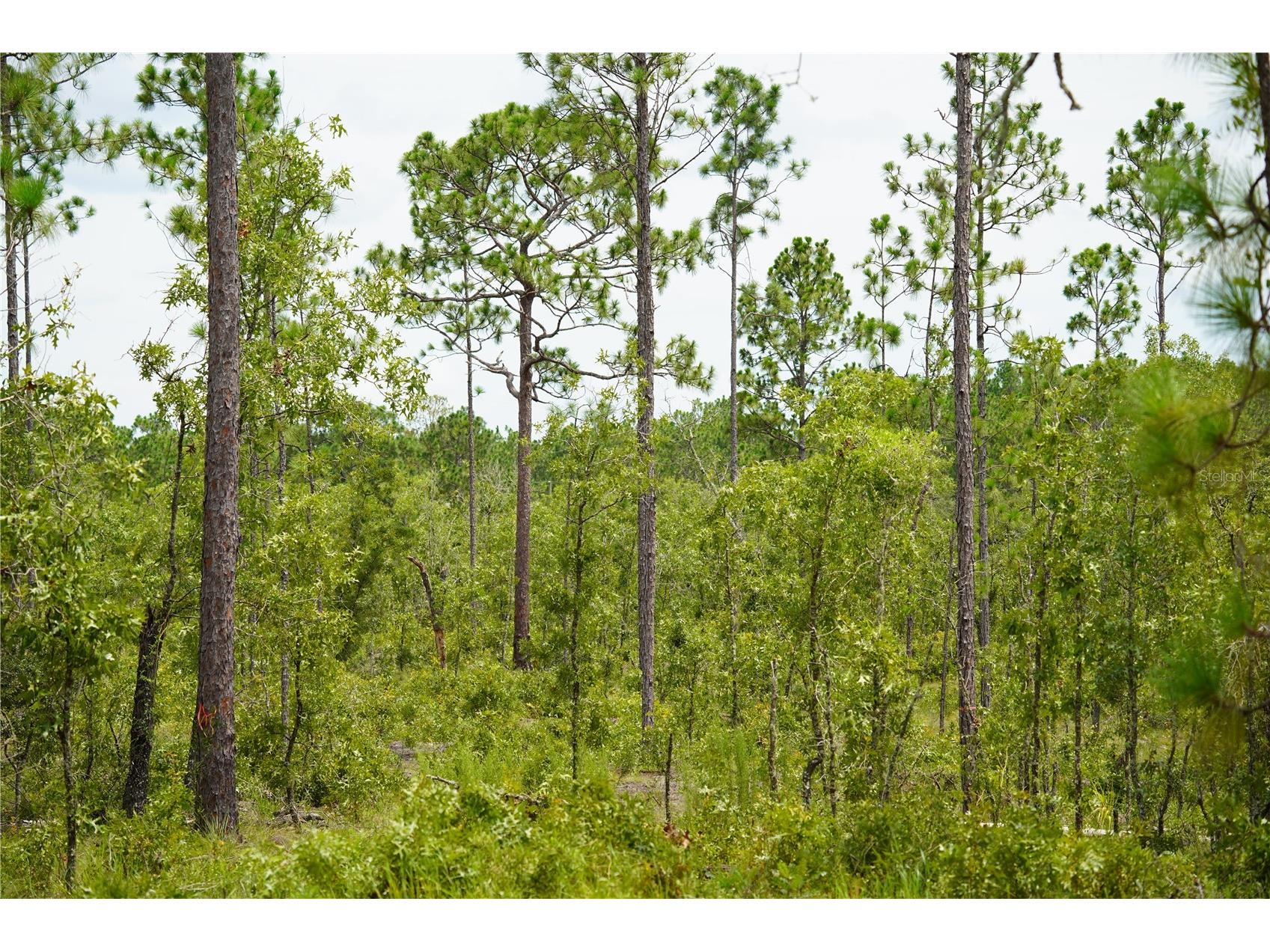 SE State Road 121 Lot C & D Morriston FL 32668 OM695504 image5