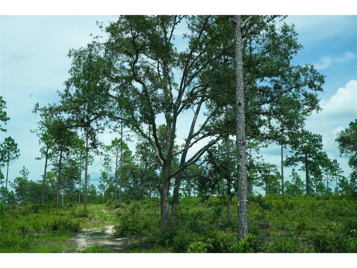 SE State Road 121 Lot D Morriston FL 32668 OM695502 image11