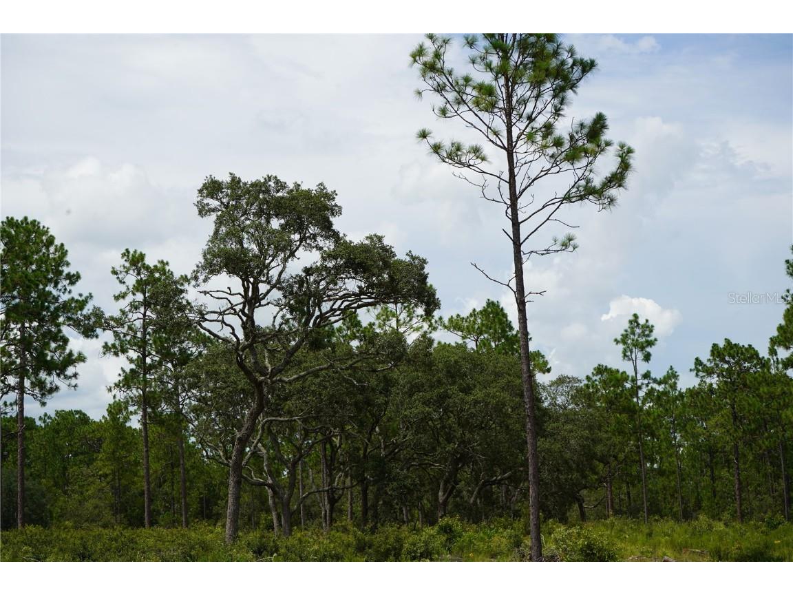 SE State Road 121 Lot D Morriston FL 32668 OM695502 image13