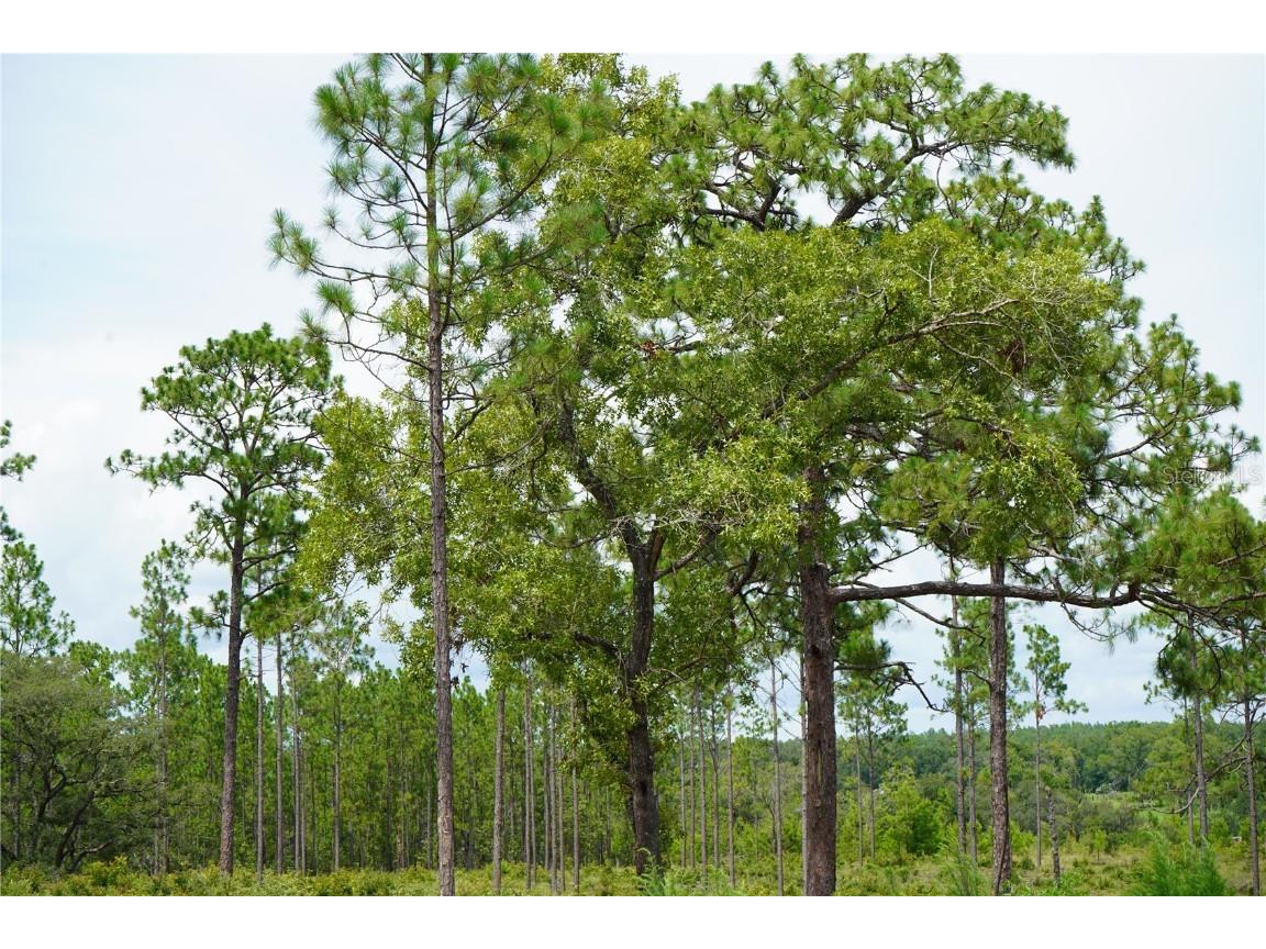 SE State Road 121 Lot D Morriston FL 32668 OM695502 image14