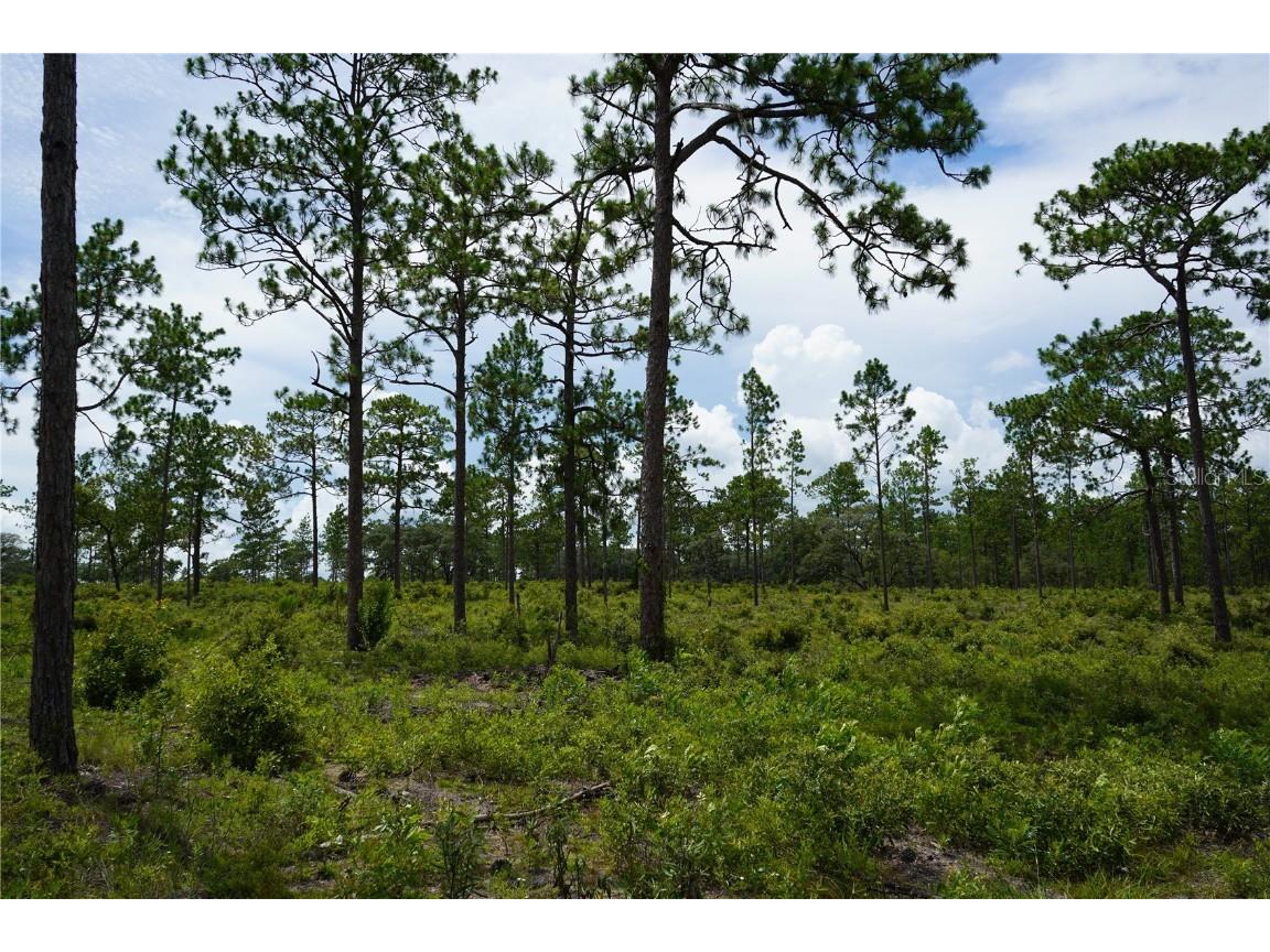 SE State Road 121 Lot D Morriston FL 32668 OM695502 image16