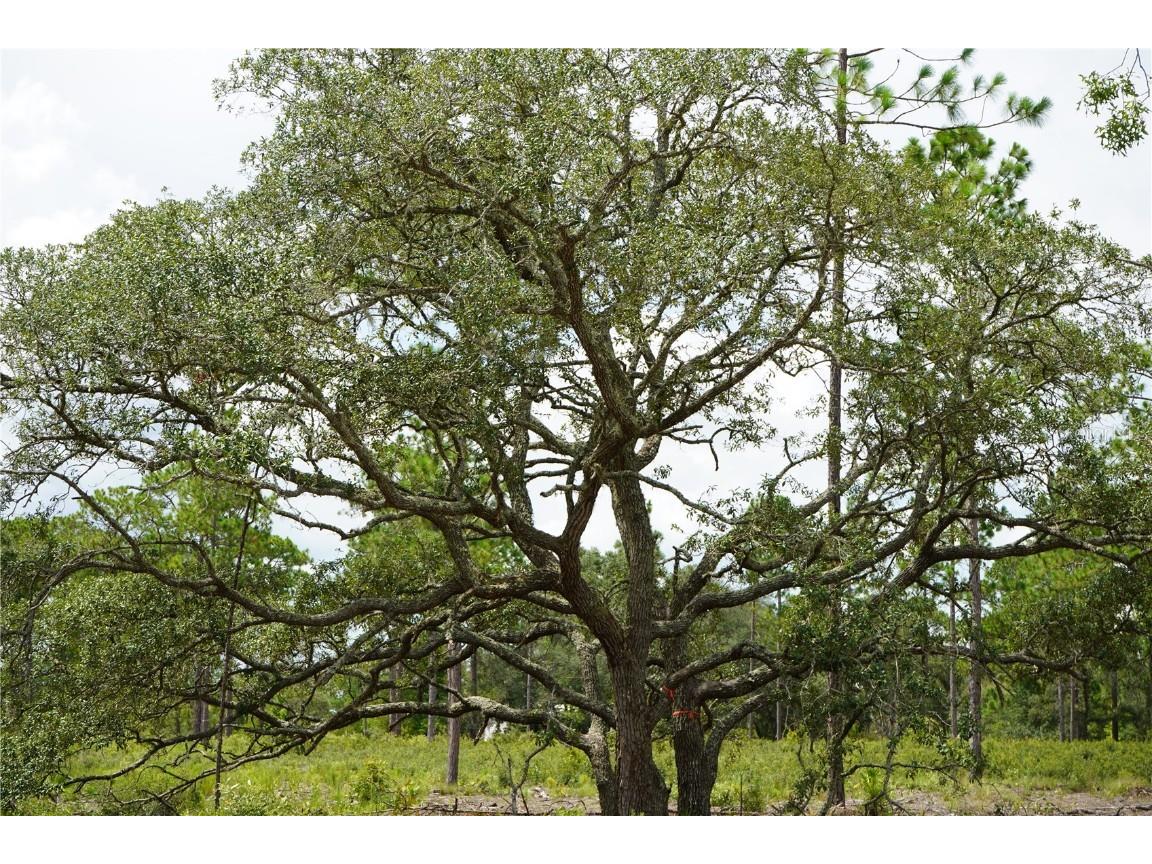 SE State Road 121 Lot D Morriston FL 32668 OM695502 image18