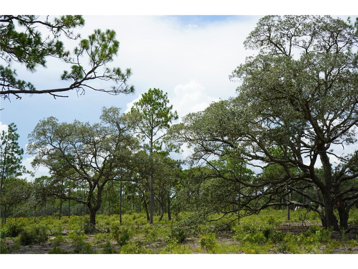 SE State Road 121 Lot D Morriston FL 32668 OM695502 image19