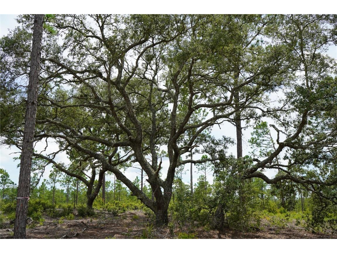 SE State Road 121 Lot D Morriston FL 32668 OM695502 image21