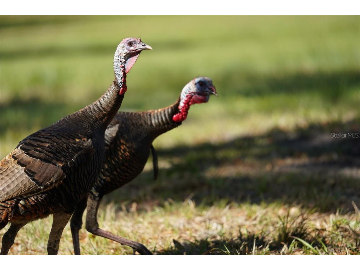 SE State Road 121 Lot D Morriston FL 32668 OM695502 image27