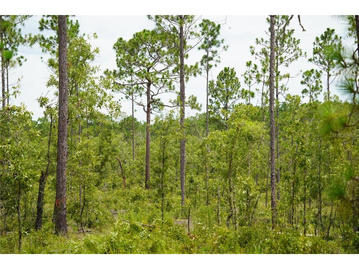 SE State Road 121 Lot D Morriston FL 32668 OM695502 image4