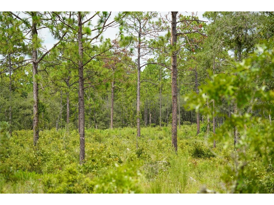 SE State Road 121 Lot D Morriston FL 32668 OM695502 image5